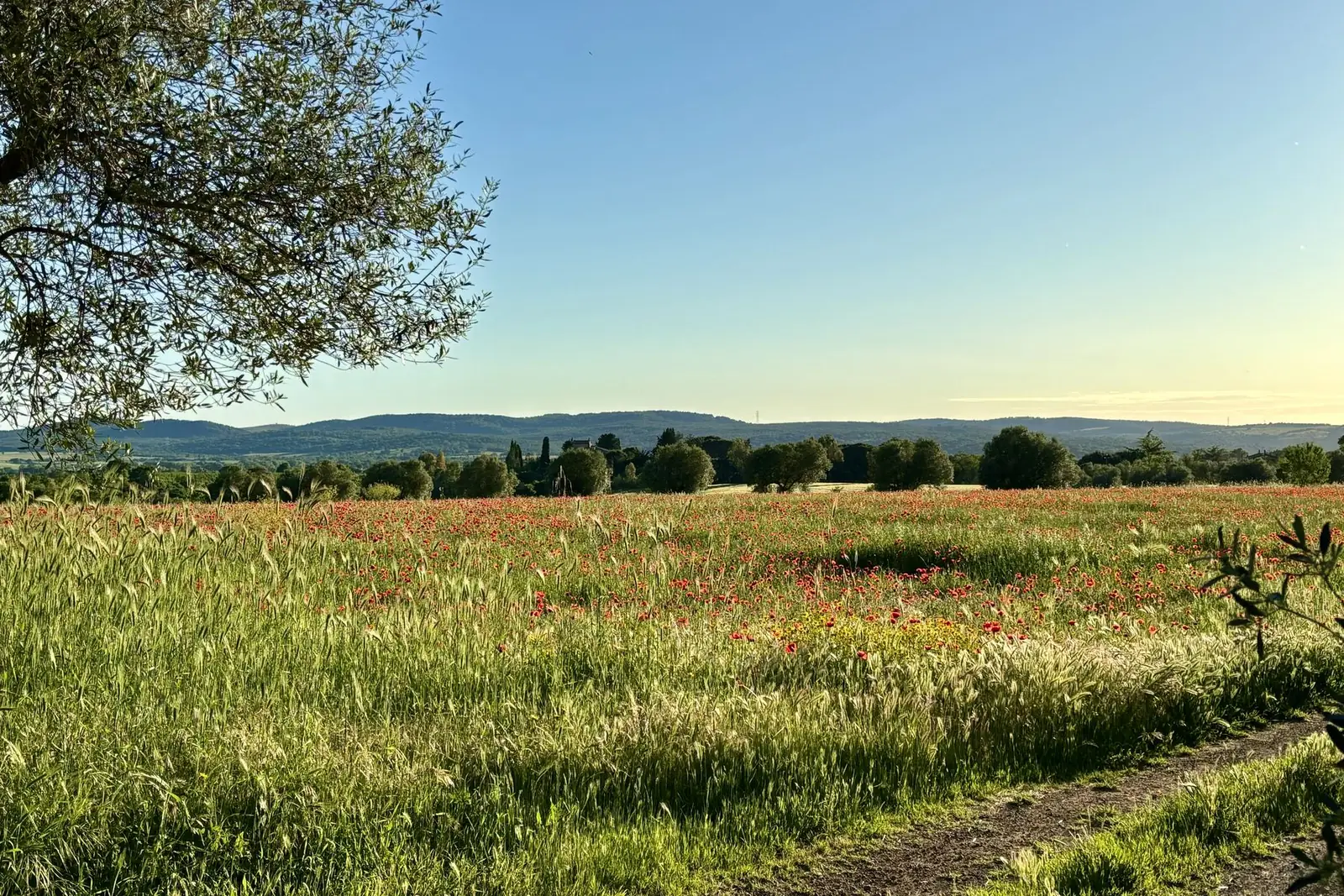 Il campo fiorito al tramonto, con i cipressi e i Monti Cimini sullo sfondo