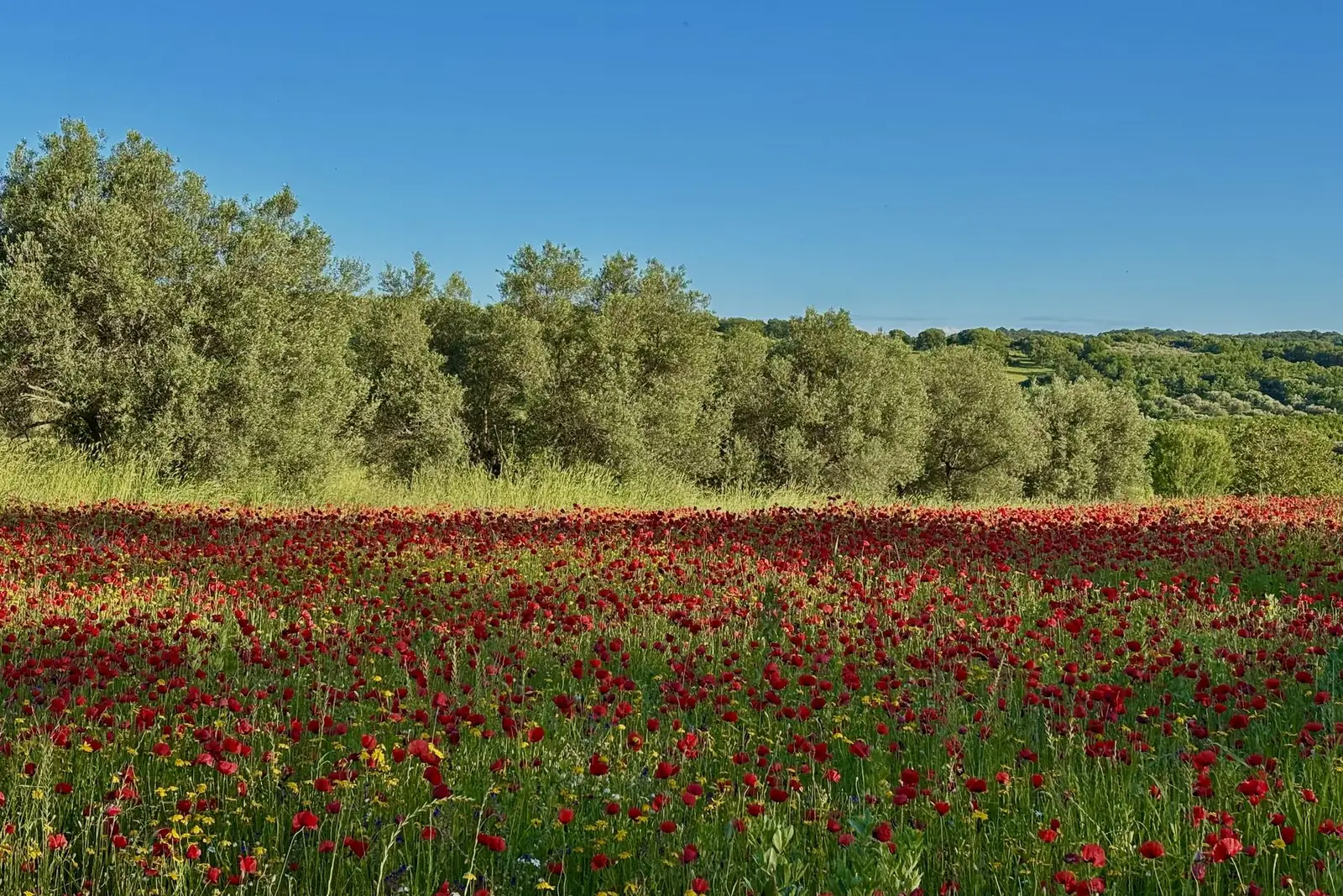 Un prato fitto di papaveri ai piedi degli ulivi