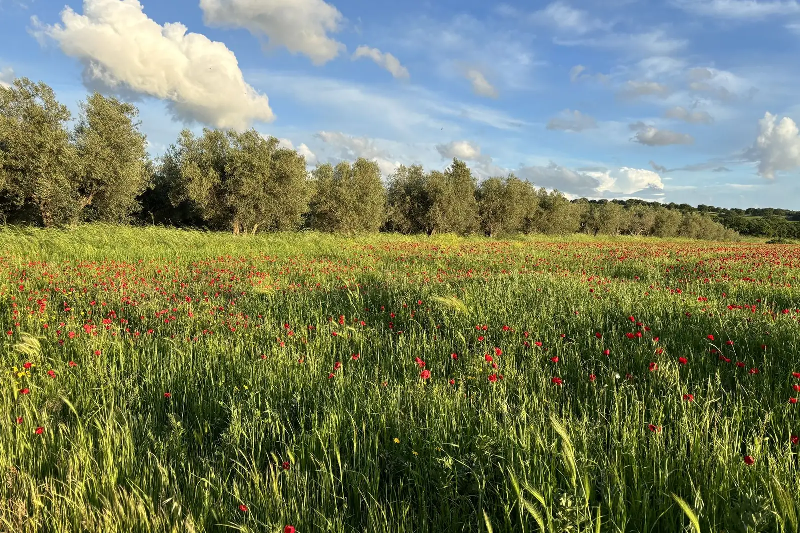 Un campo di papaveri davanti al filare di ulivi, sotto un cielo con grandi nuvole bianche