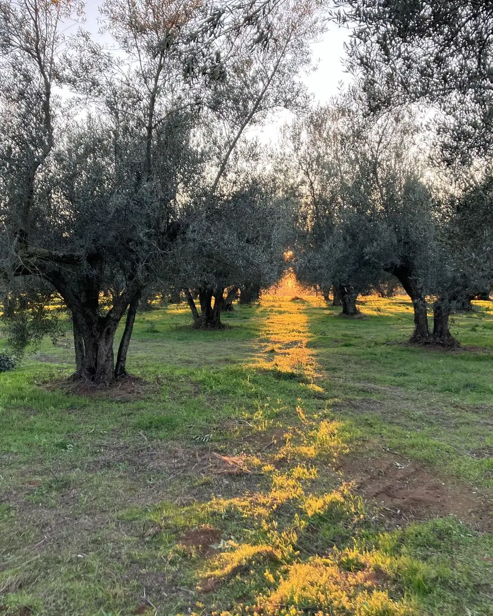 Il filare di ulivi centenari del casale al tramonto, con la luce radente sull’erba